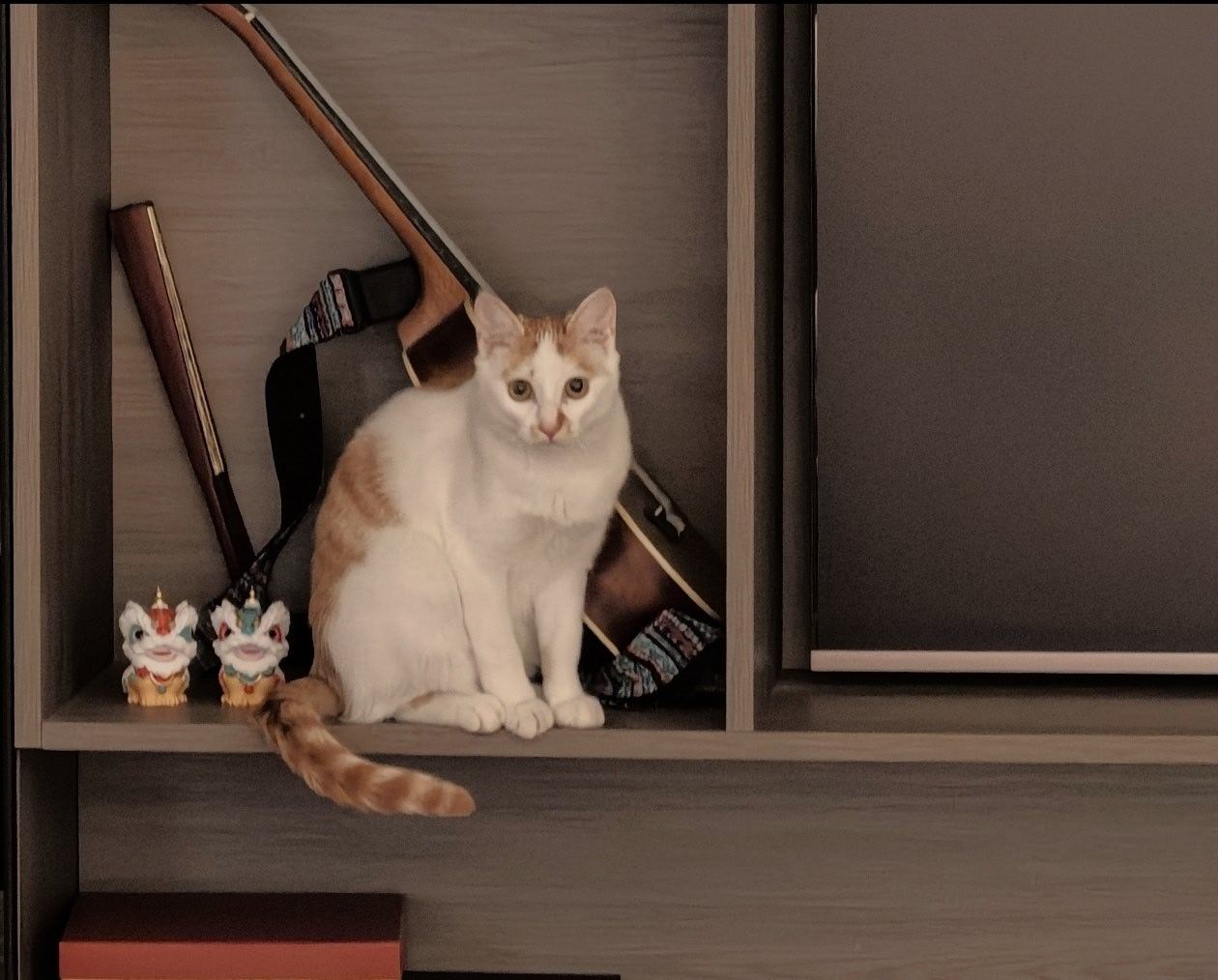 这个摆件如何，毫无违和感！重度恐猫症