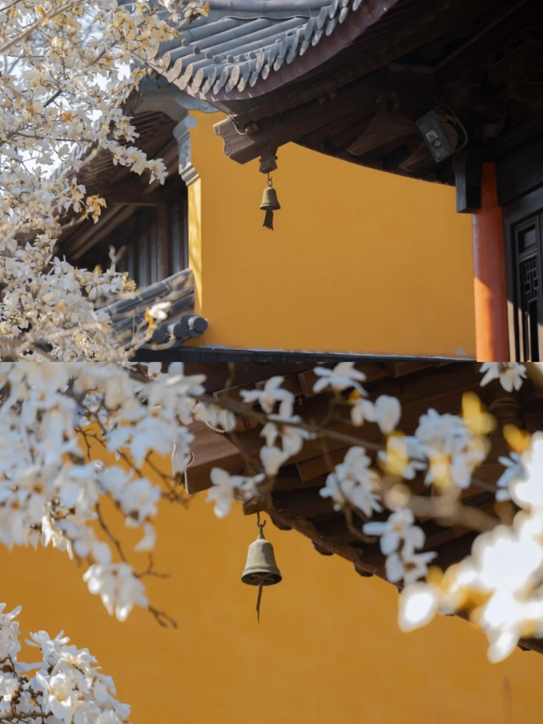 灵谷寺玉兰花|南京