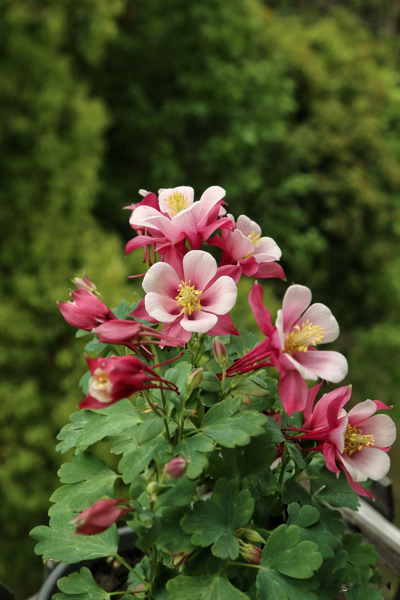 耧斗菜爆花了。去年在花展看见这种花，觉得好漂亮，今年花市里就有卖的了。买回来后把
