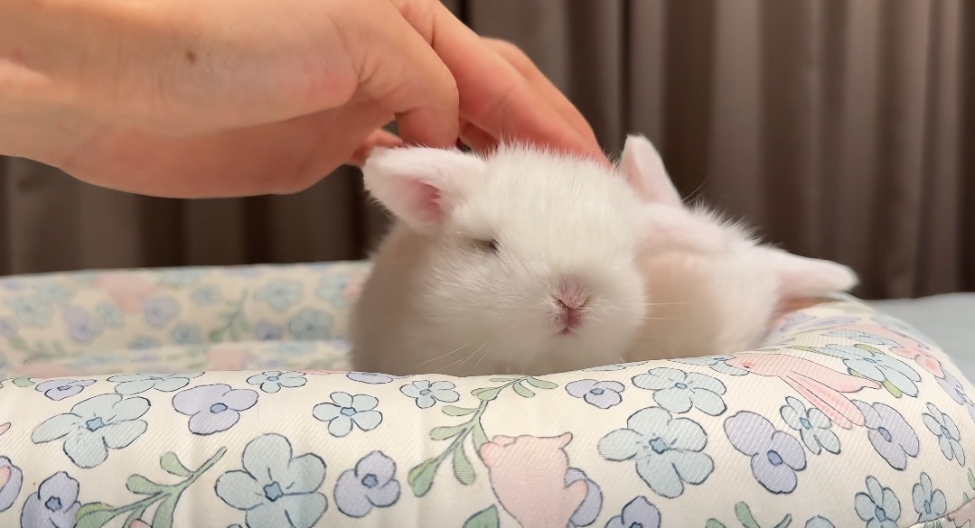 猪猪 