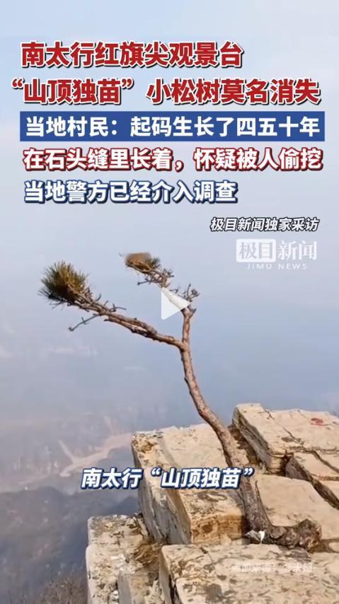太缺德了！ 河南辉县，5月18日，红旗尖观景台上那棵在石缝里顽强活了近半个世纪的