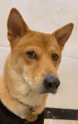 这算不算中华田园犬中的一枚帅狗[狗头]