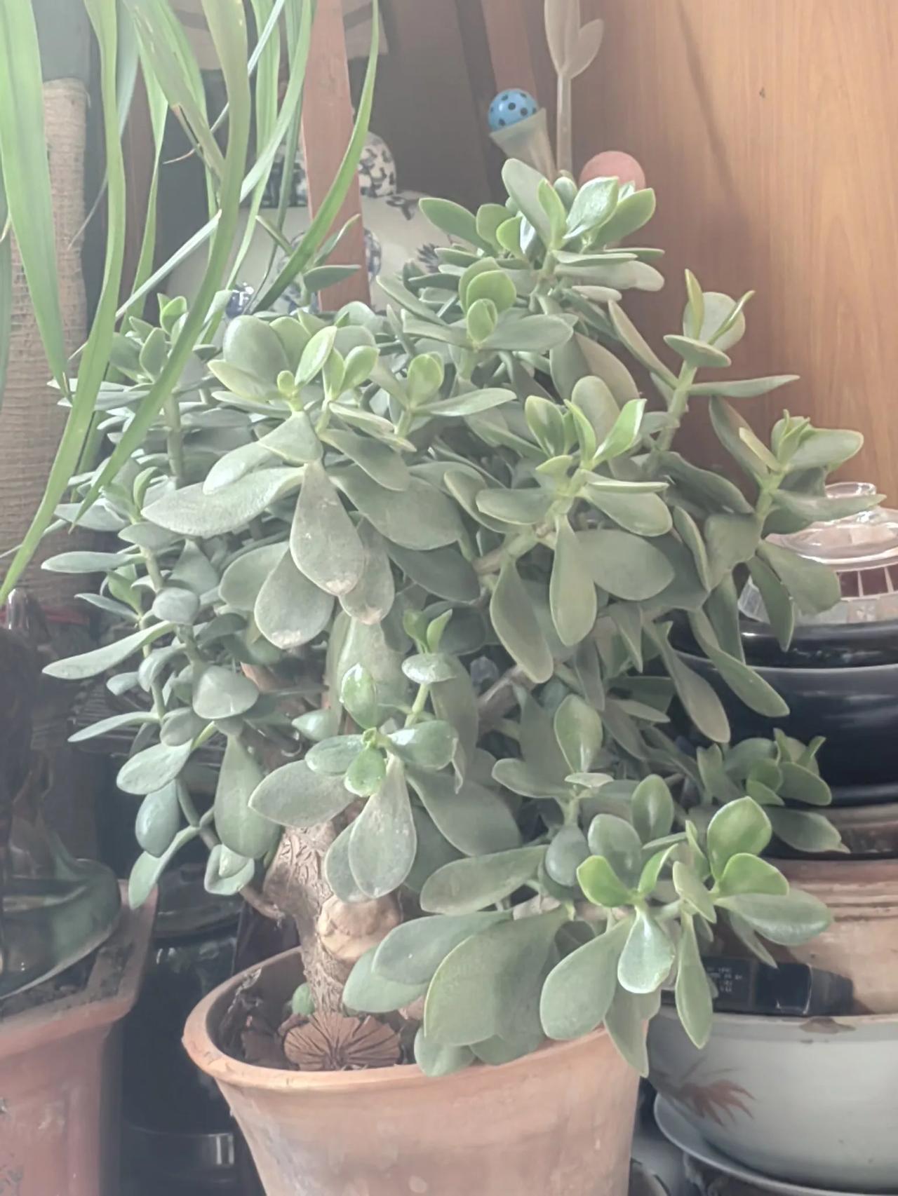 当年那有卖花的！谁家有这东西就很上档次了。