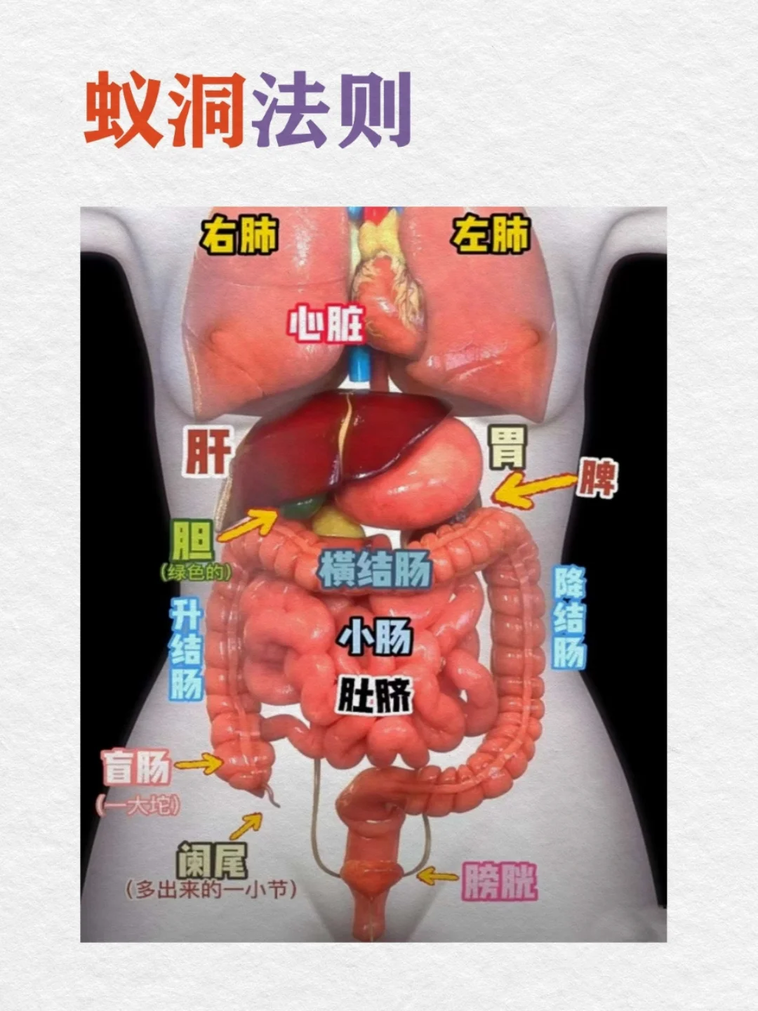 0基础学古中医05天｜蚁洞法则