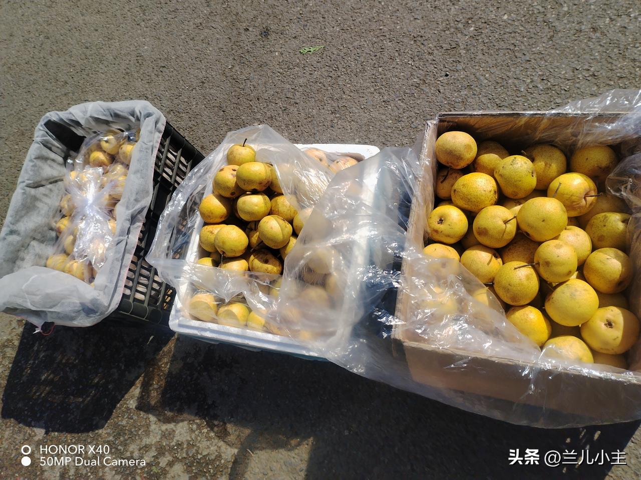 10点多就出来卖苹果了，小市场人也不少，有太阳我就开心，因为卖苹果不遭罪。

看