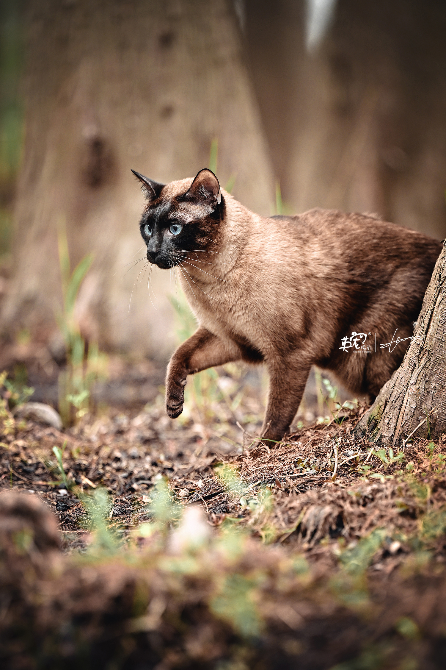猫也要出门郊游啊世界不是只有家里的一亩三分地，还有森林和水坑[哈哈]【上海拍摄】