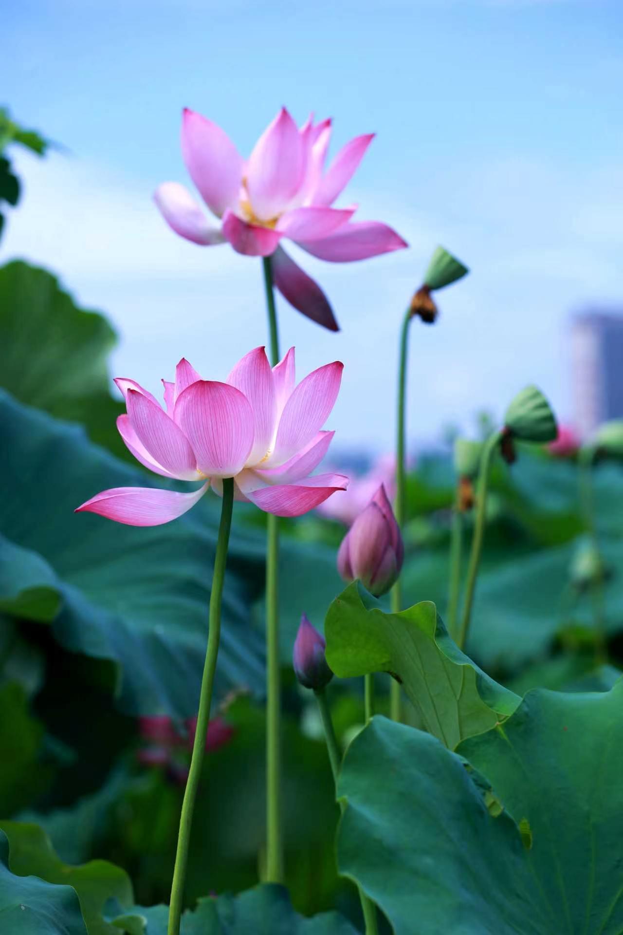 生命和钱财,哪一样重要?生命和钱财，肯定生命更重要。
钱财再多，如果生命都保不住