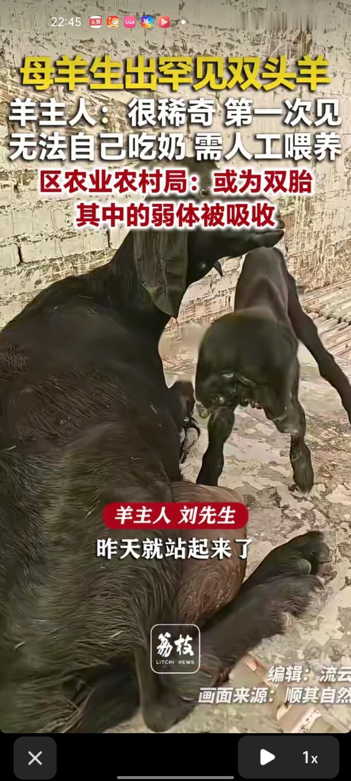 7月9日，网友晒视频称，自家母羊生出罕见双头羊，有四只脚两个耳朵，四个眼睛，已经