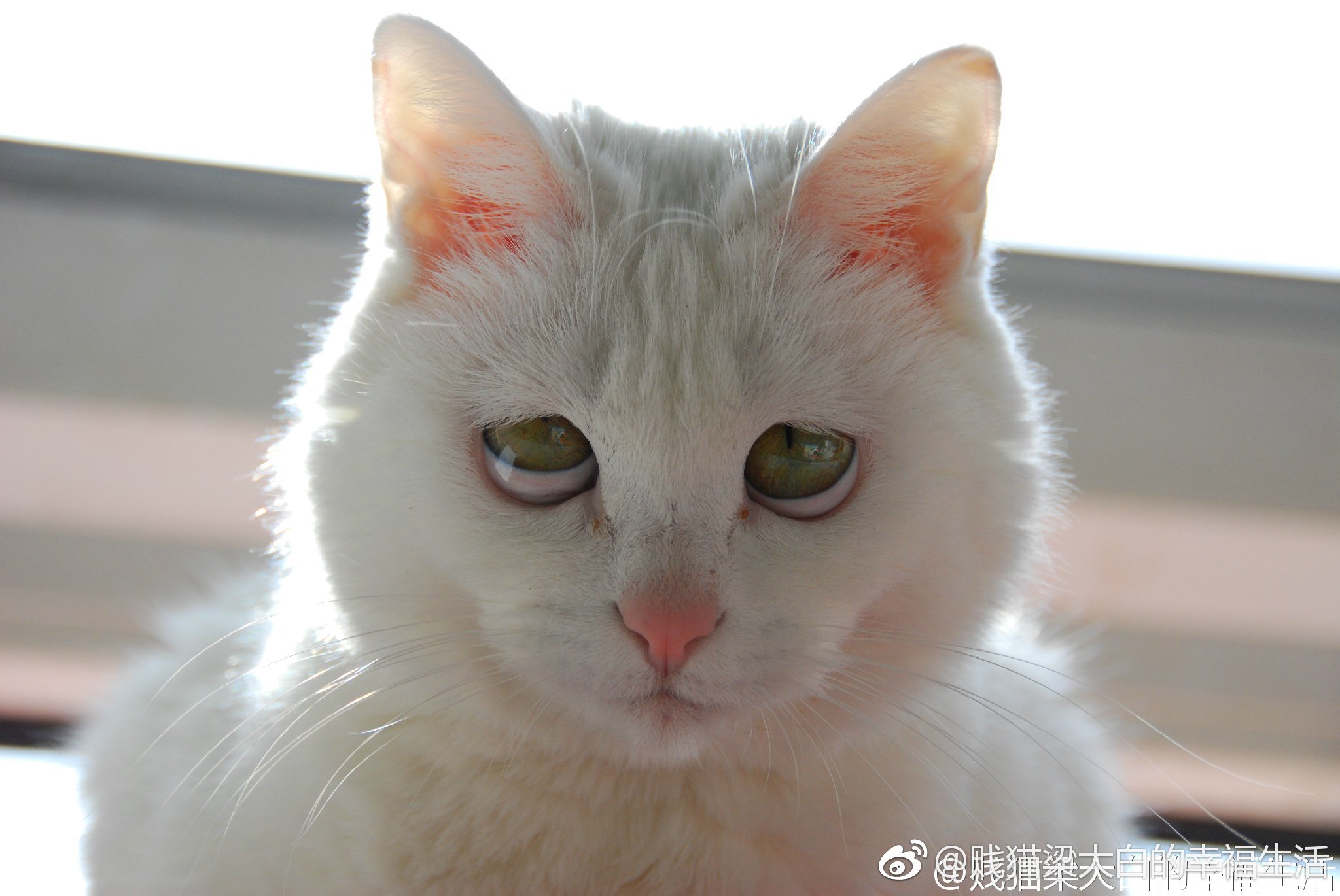 一、梁大白为啥穿衣服？白白胸口靠近左边neinei头长了个脂肪粒，小米那么大一个