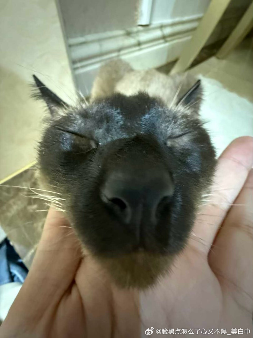4116只黑脸最美猫眼逻，谁反对？ ​​​