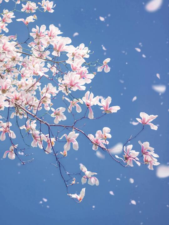 🌸｜满树繁花似梦