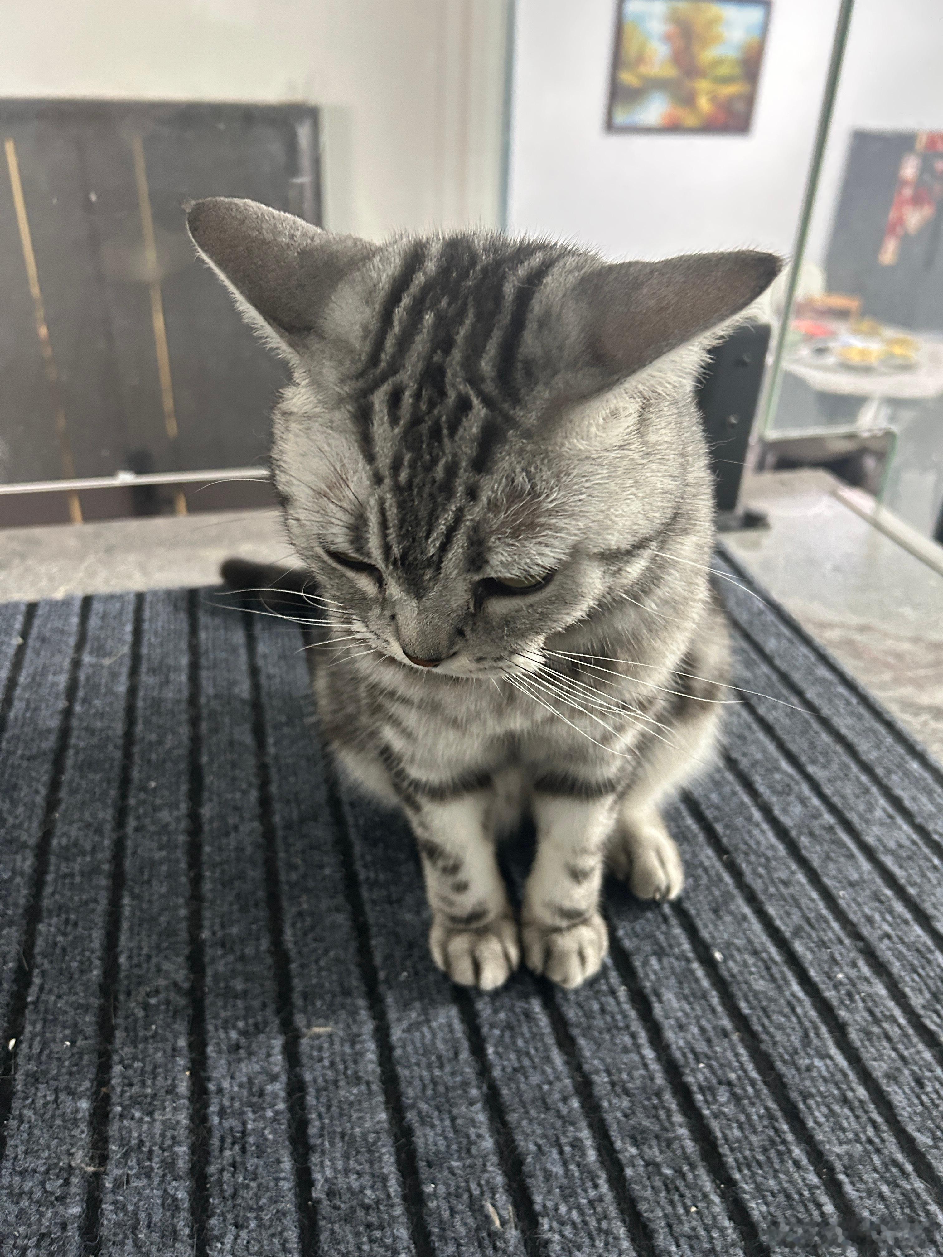 盖亚豿豿