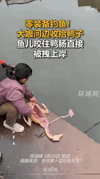 一大娘在河边收拾鸭子，清洗鸭肠时，一只鱼儿竟直接咬住鸭肠不松口，大娘见状，一把将