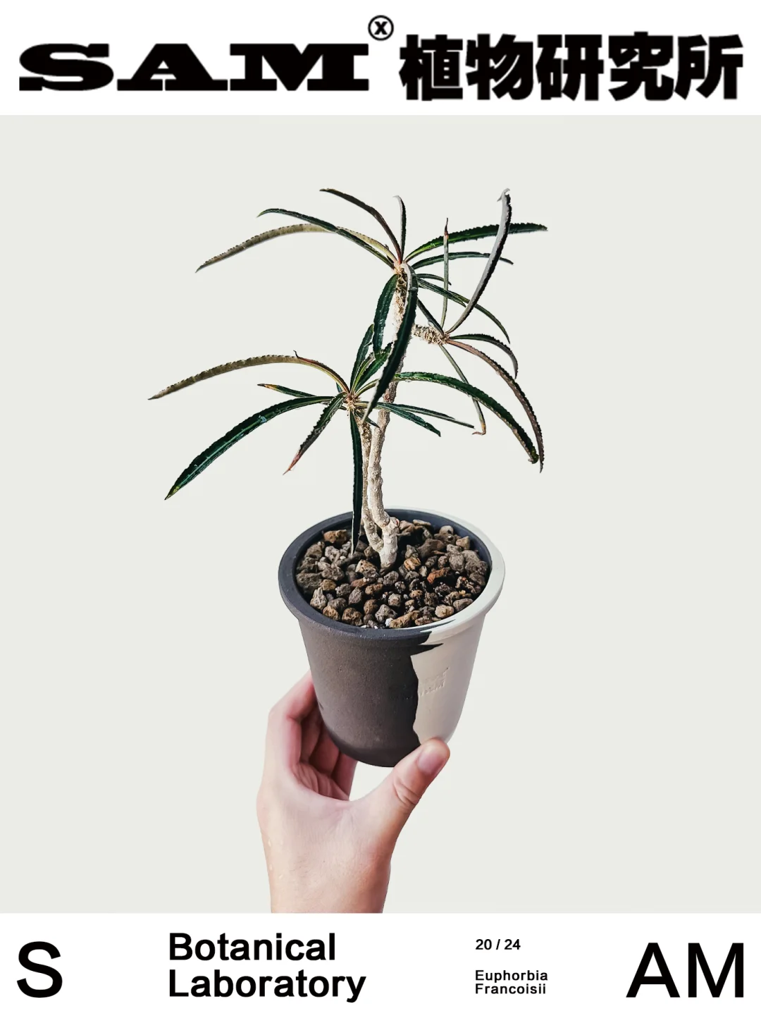 细叶麒麟｜Euphorbia Waringiae