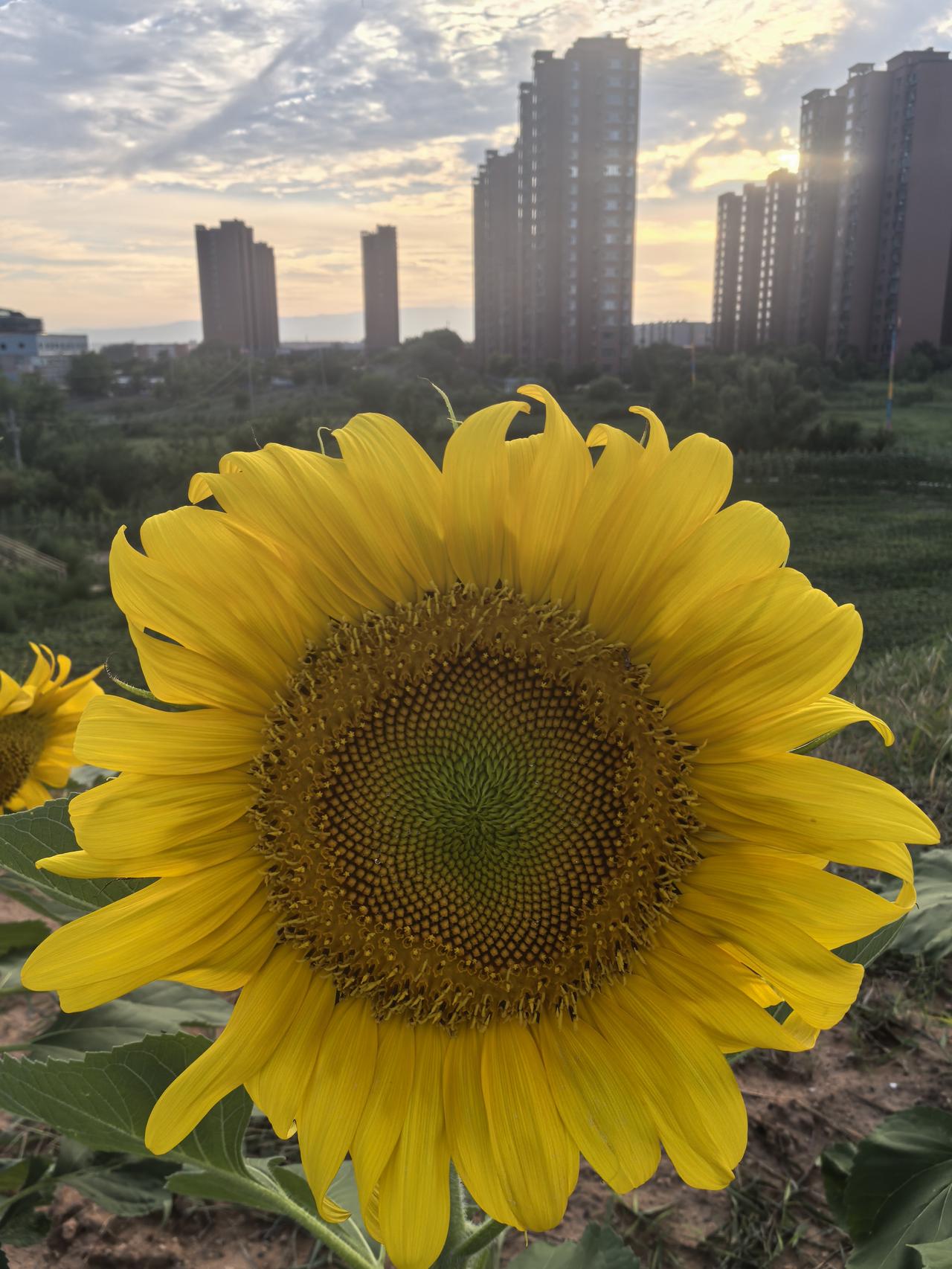 城市与自然的和谐共存，向日葵在都市中绽放。