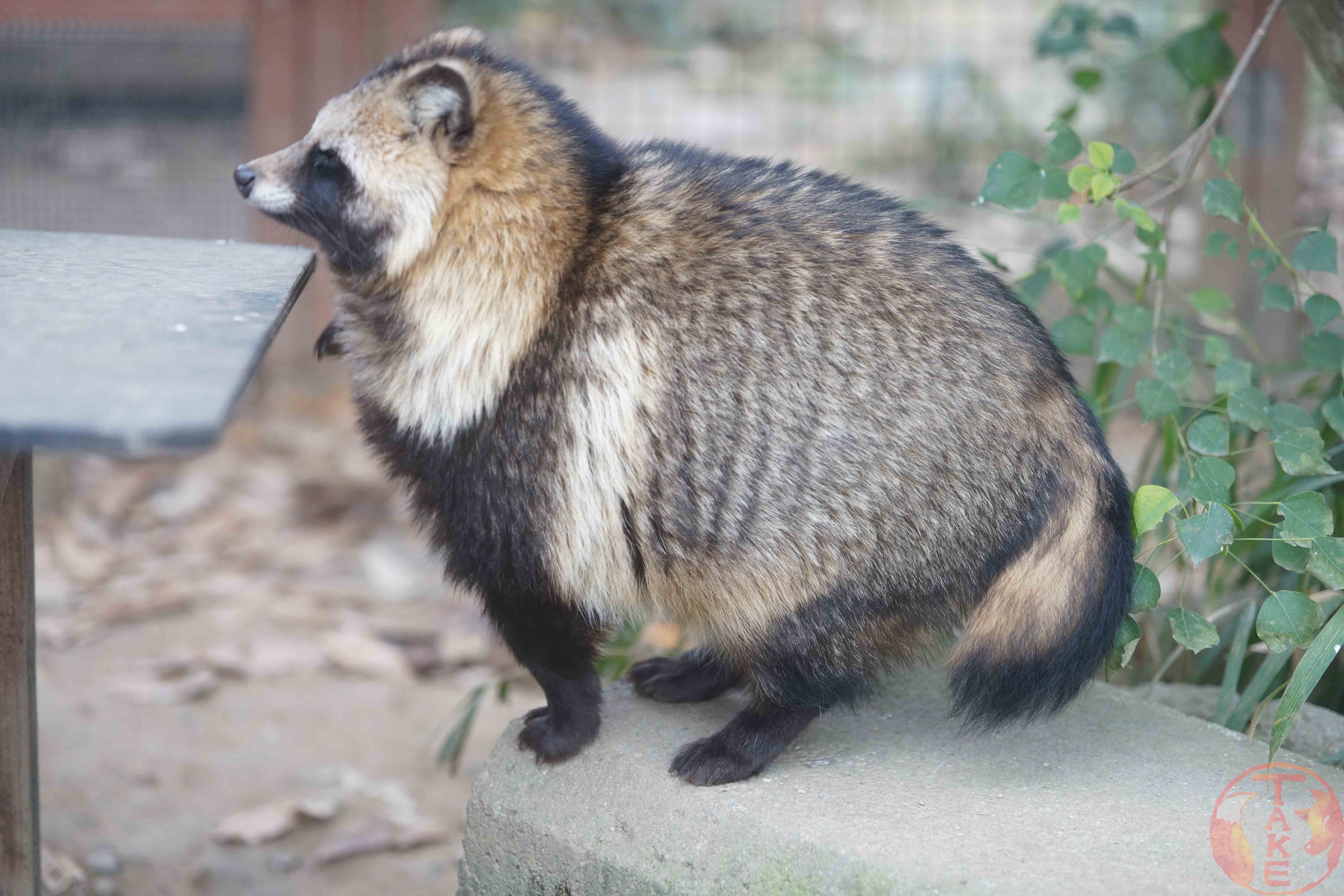 又到了貉子变肥美的季节了嘿嘿[期待]【推：TAKE_MofuLife】 ​​​