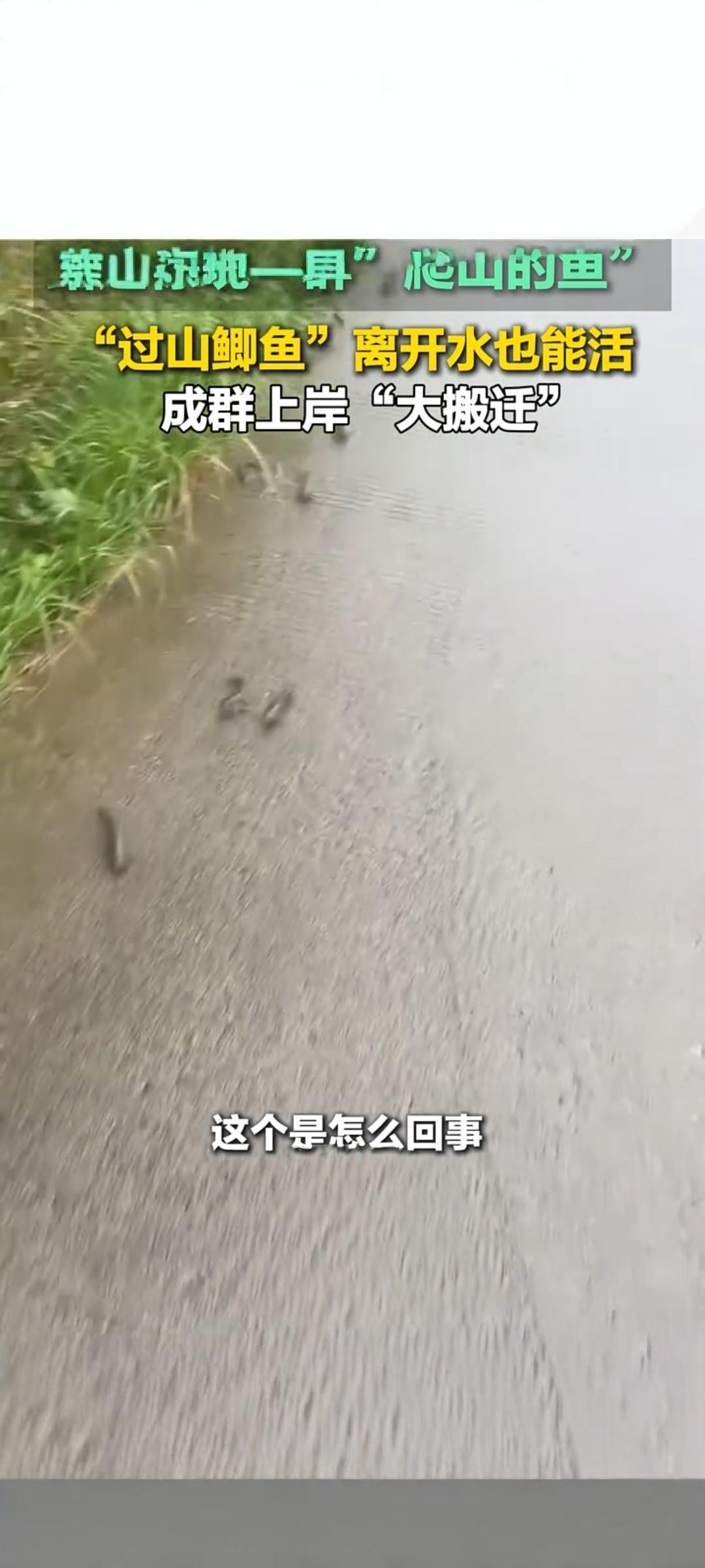 广西防城港惊现“爬山鱼”集体上岸 专家：属正常自然迁徙
 
5月17日，广西防城