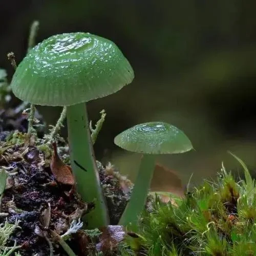 伞菌界“只此青绿”