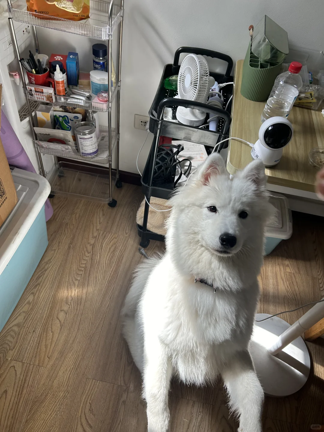 怎么，你也想吃吗？