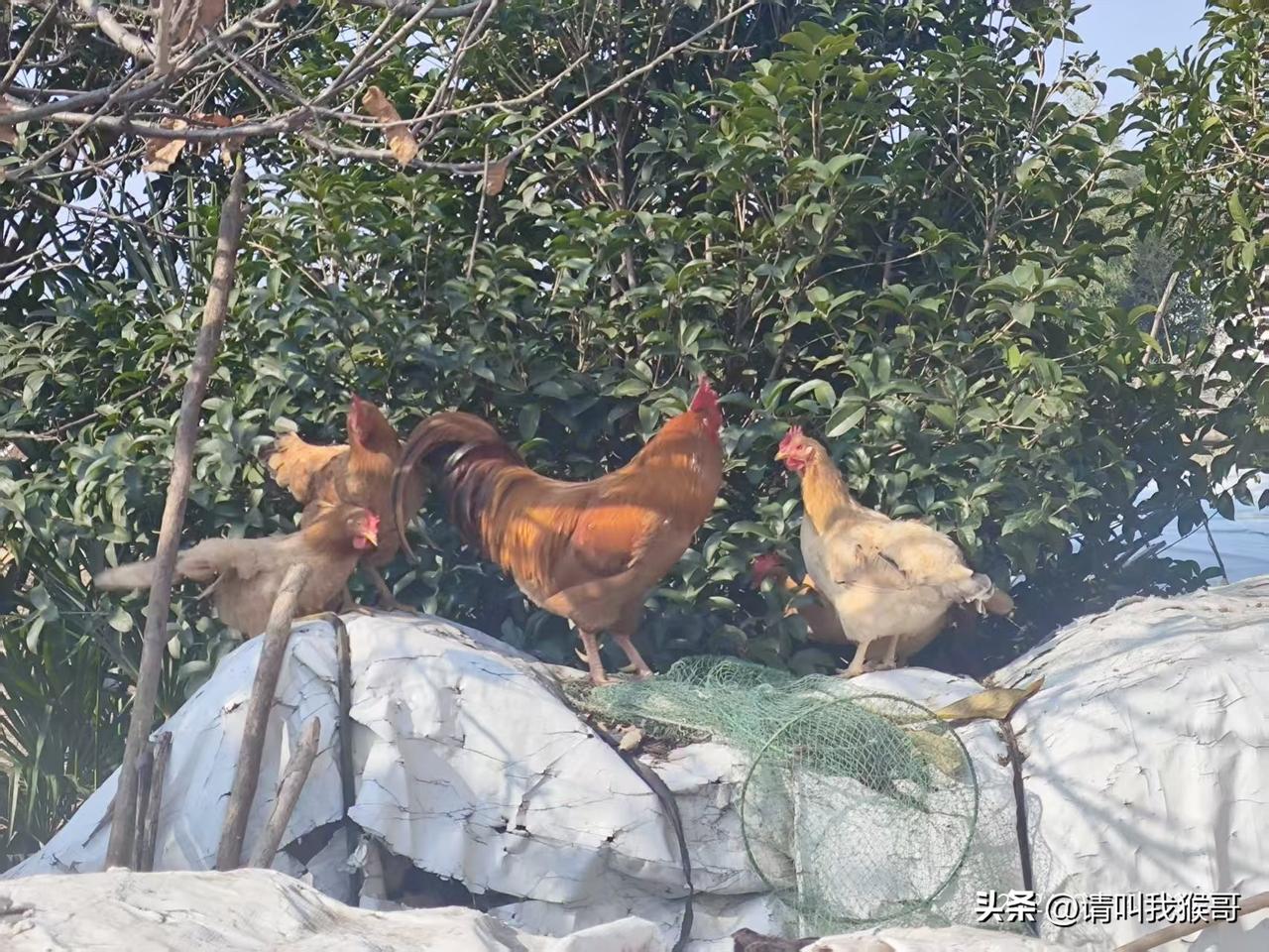 天南地北大拜年现在老家很少人养鸡了，除非家里今年有孕妇坐月子或者有小孩，这是为什