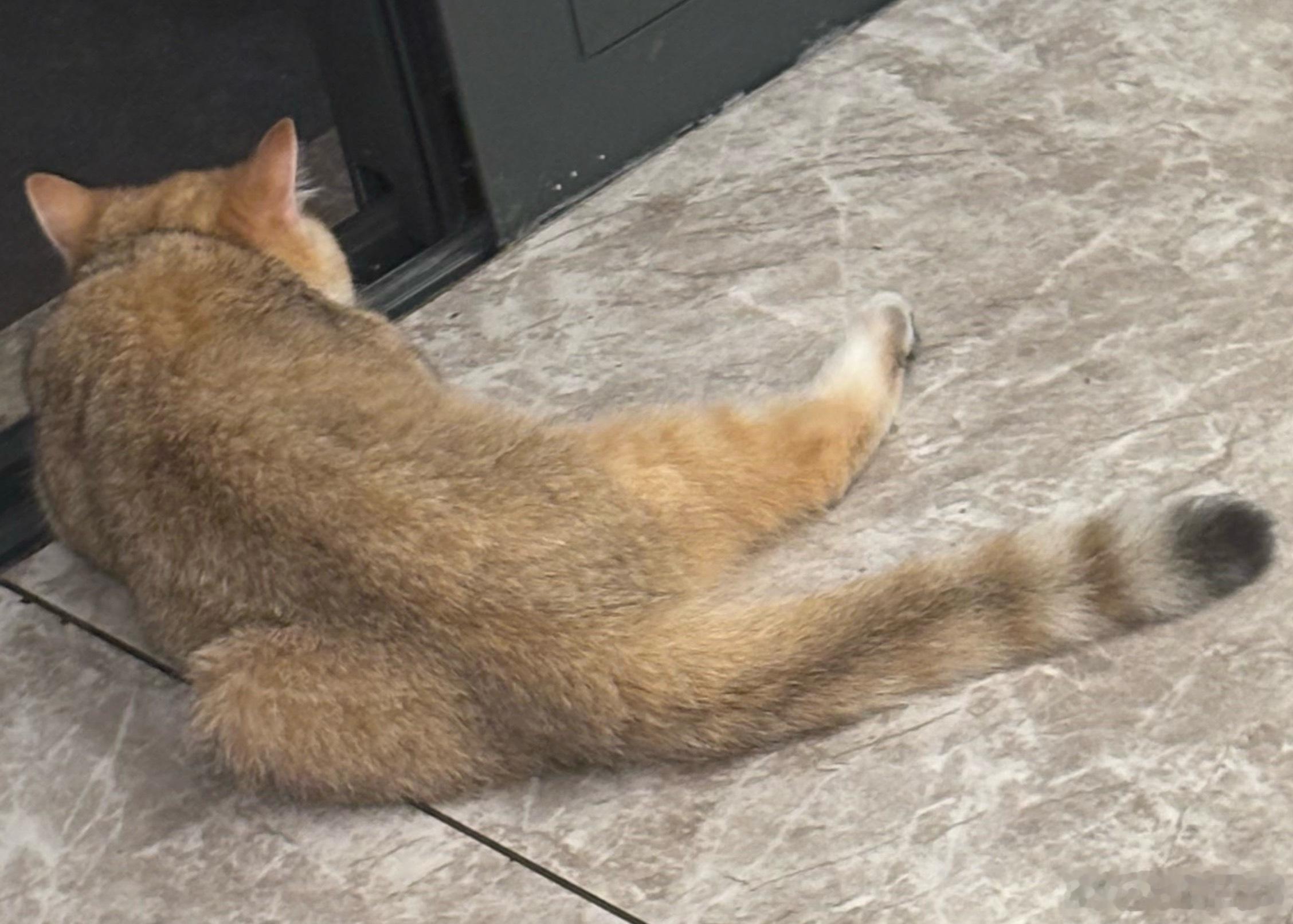 小猫跳高高落地点是我键盘command飞                   —