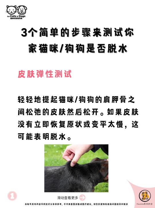 如何检查你家宠物是否脱水