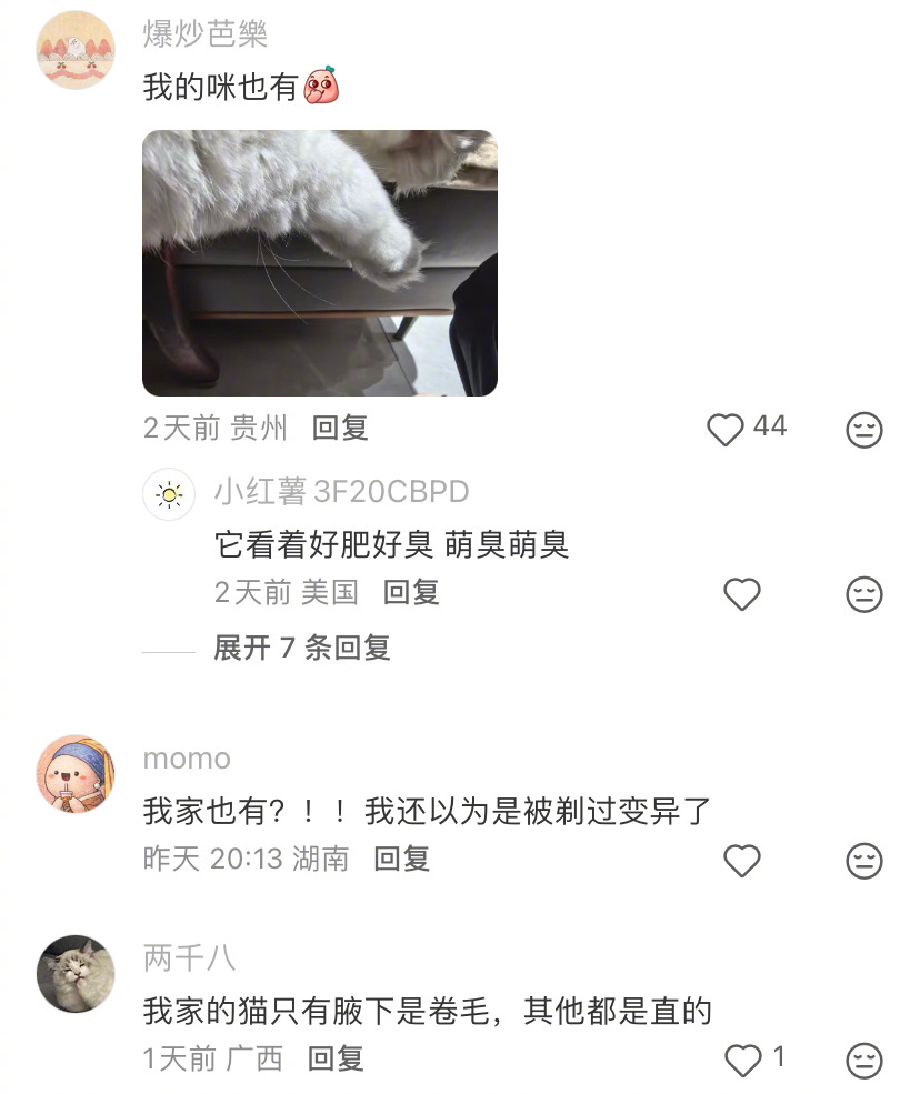 猫咪竟然还有腋毛，我说我们家小猫那里怎么长的不一样动物奇遇记