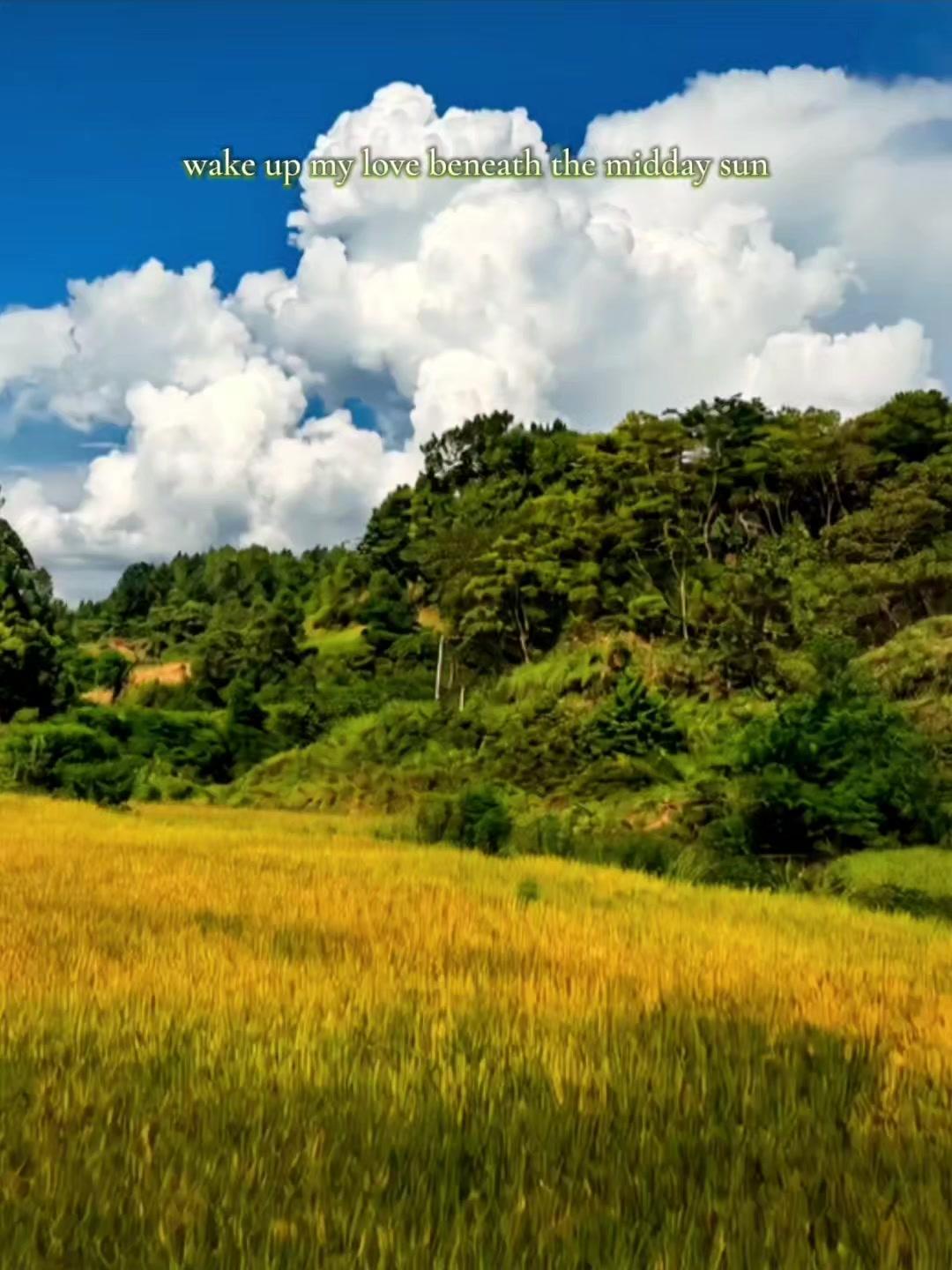 🌾贪恋旷野流动的风，沉溺遍野禾苗的清香，在乡村的日子里，四季循时有序，万物自在
