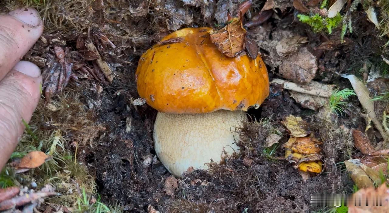 听说这几天好多人又来寻觅我的大宝贝了，顺着小路一路猛跑，哎呀，我感觉天都要塌了，
