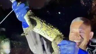 居民小区的人工湖里，竟然出现这么个大家伙！从哪游来的？太吓人了！
前不久，天津西