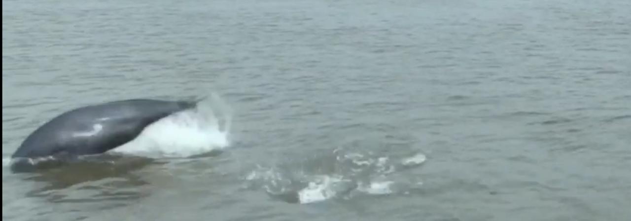 水面上，江豚时而浮出水面摆动身躯，标志性的背鳍划破水面溅起细碎浪花，灵动的姿态尽