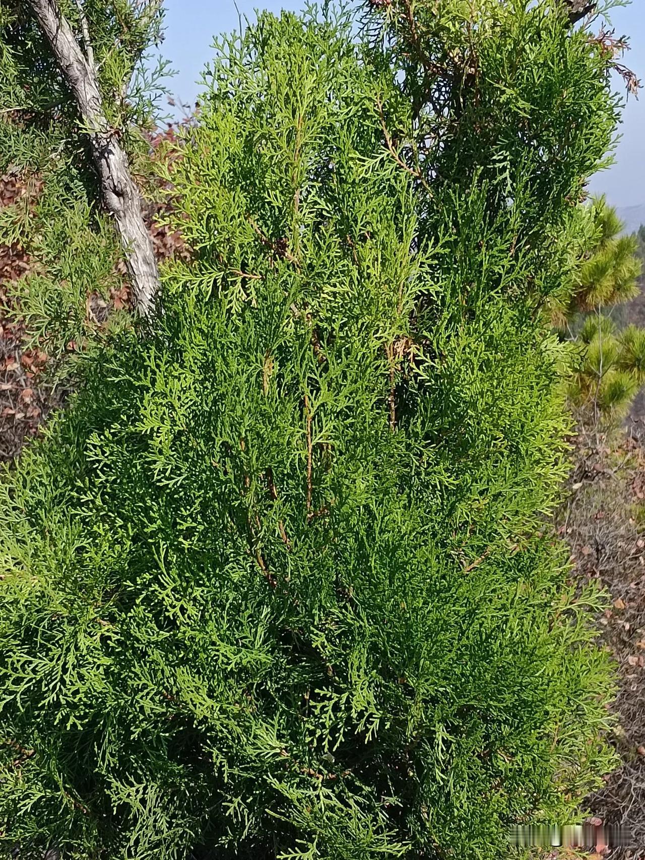 年龄大点的人总喜欢用中药调理，中药的疗效是滞后的，也许十几副药以后才有效果，