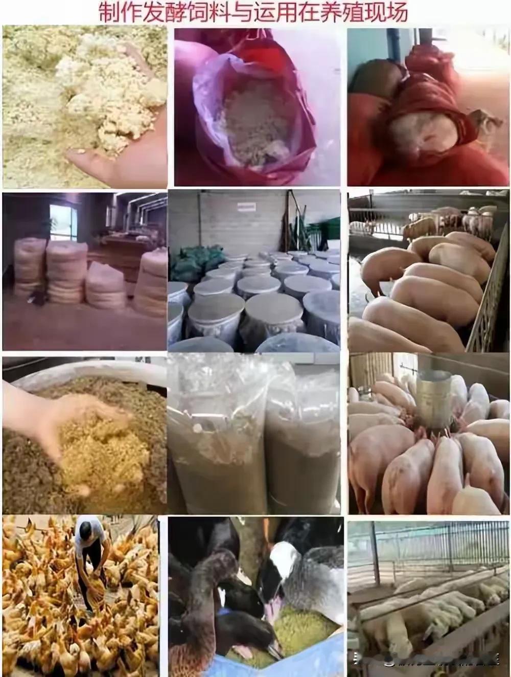 在养殖领域，糟渣类发酵饲料超受青睐，能降成本、提动物性能与健康。但如何做出香味浓