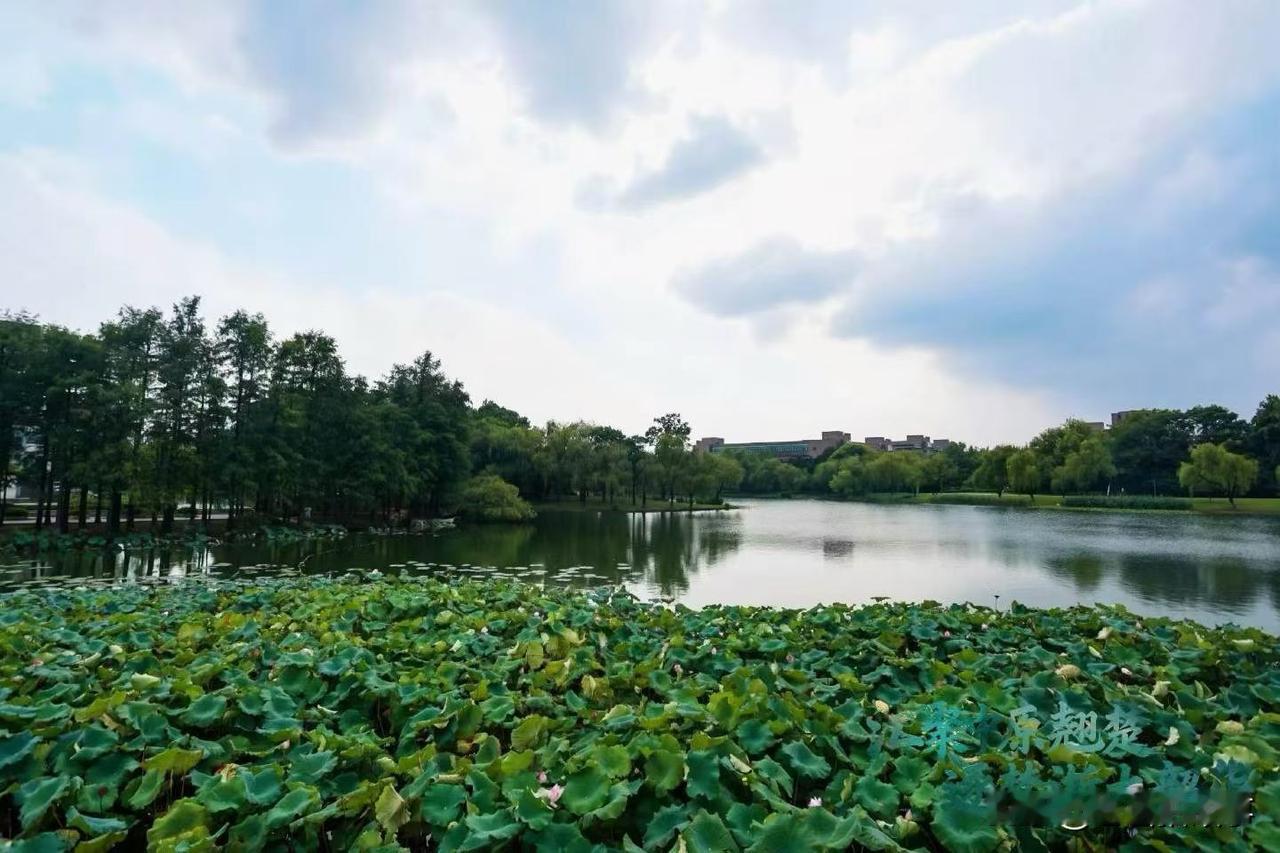 善意提醒:这几天，郑州一直在下雨，地上也因为潮湿和高温而长出了绿色苔藓，这些看似