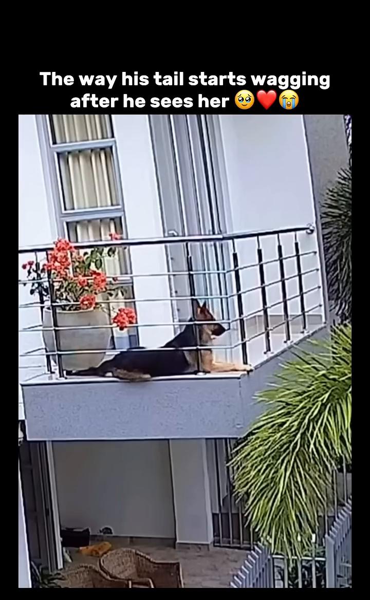 The way his tail starts wagging，after he