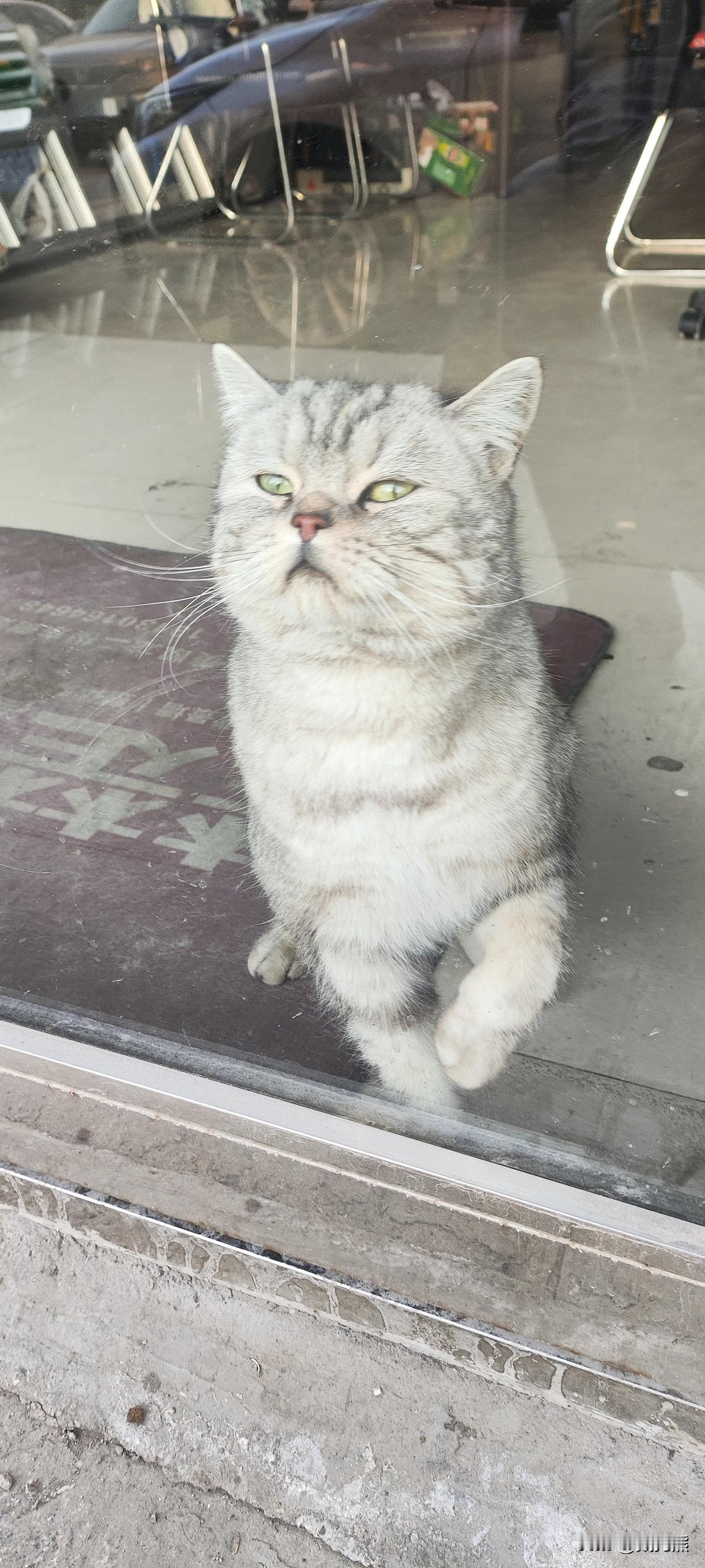 今年冬天的不同我多了一项任务，没啥事到楼下店铺，透着玻璃逗孤独的小猫咪开心。因为