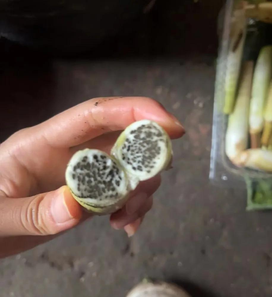 买的茭白切开满是黑点点，这还能吃吗？
 
其实这黑点是茭白感染黑粉菌后的正常现象