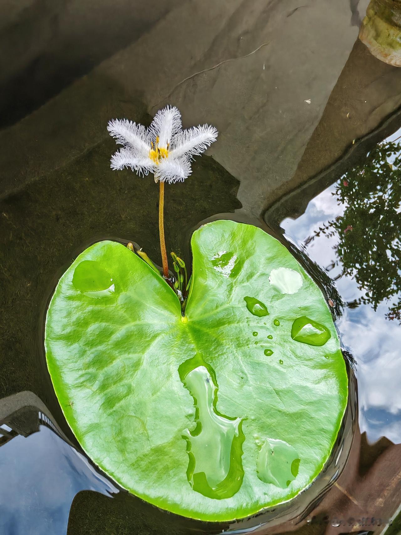 一片碧叶浮于静水之上，便是一叶莲清雅的世界。翠绿的莲叶圆润舒展，静静贴在水面，几