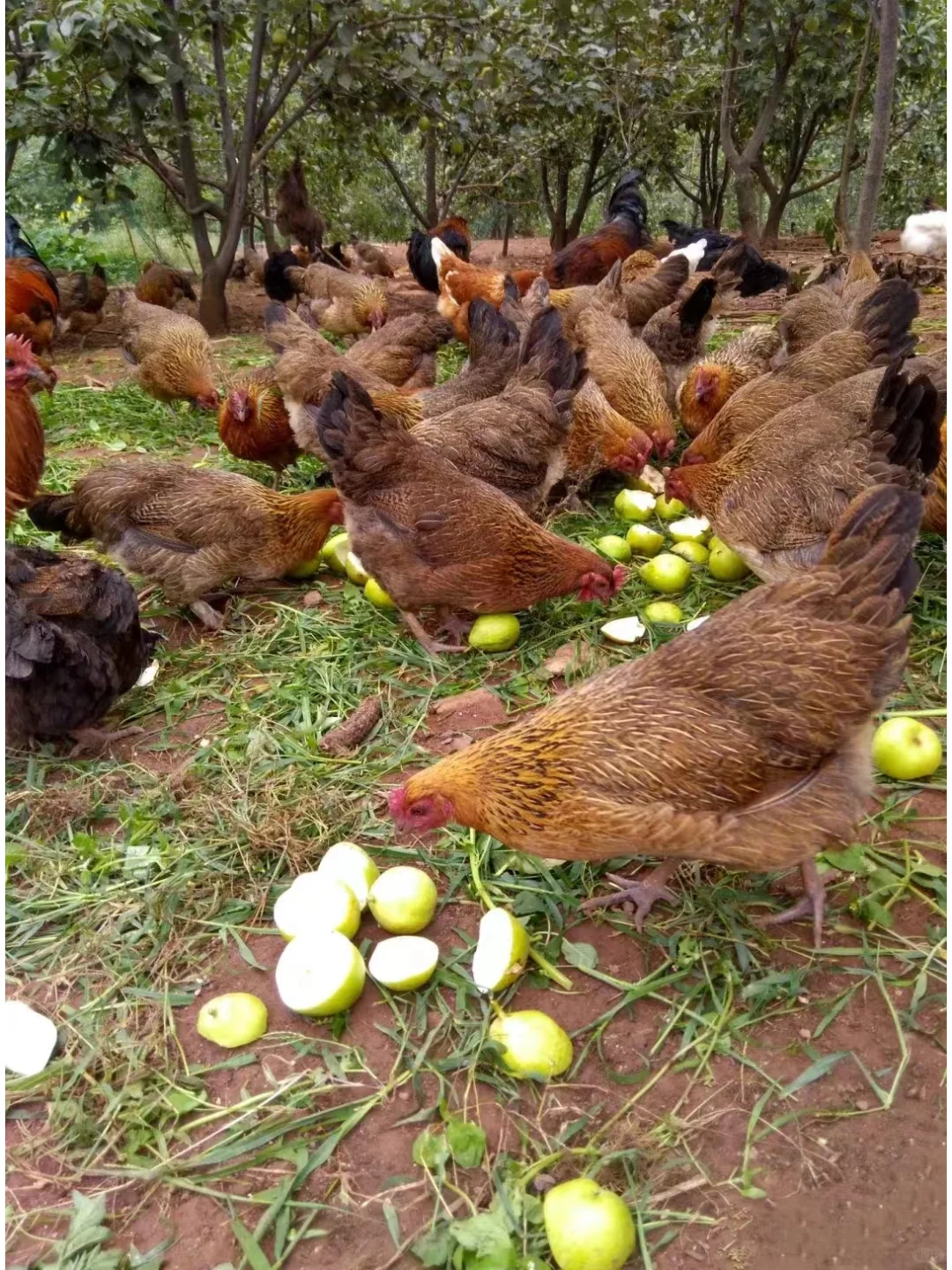 土鸡🐔土鸡🐔，三德子自己散养的🐔~