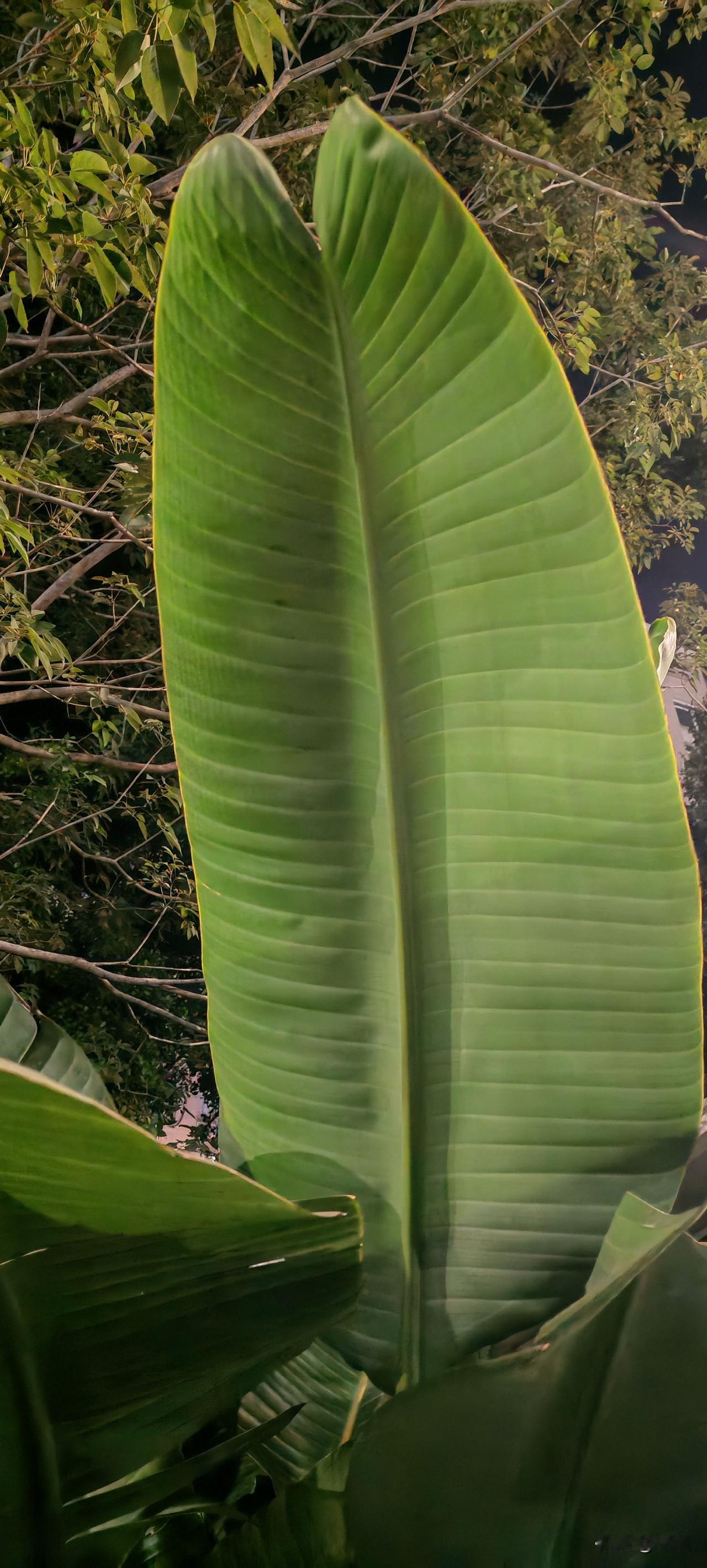 真佩服这个妹妹的勇气。就这条件还敢征婚呢。88年离异不带孩子，重点来了，精分！