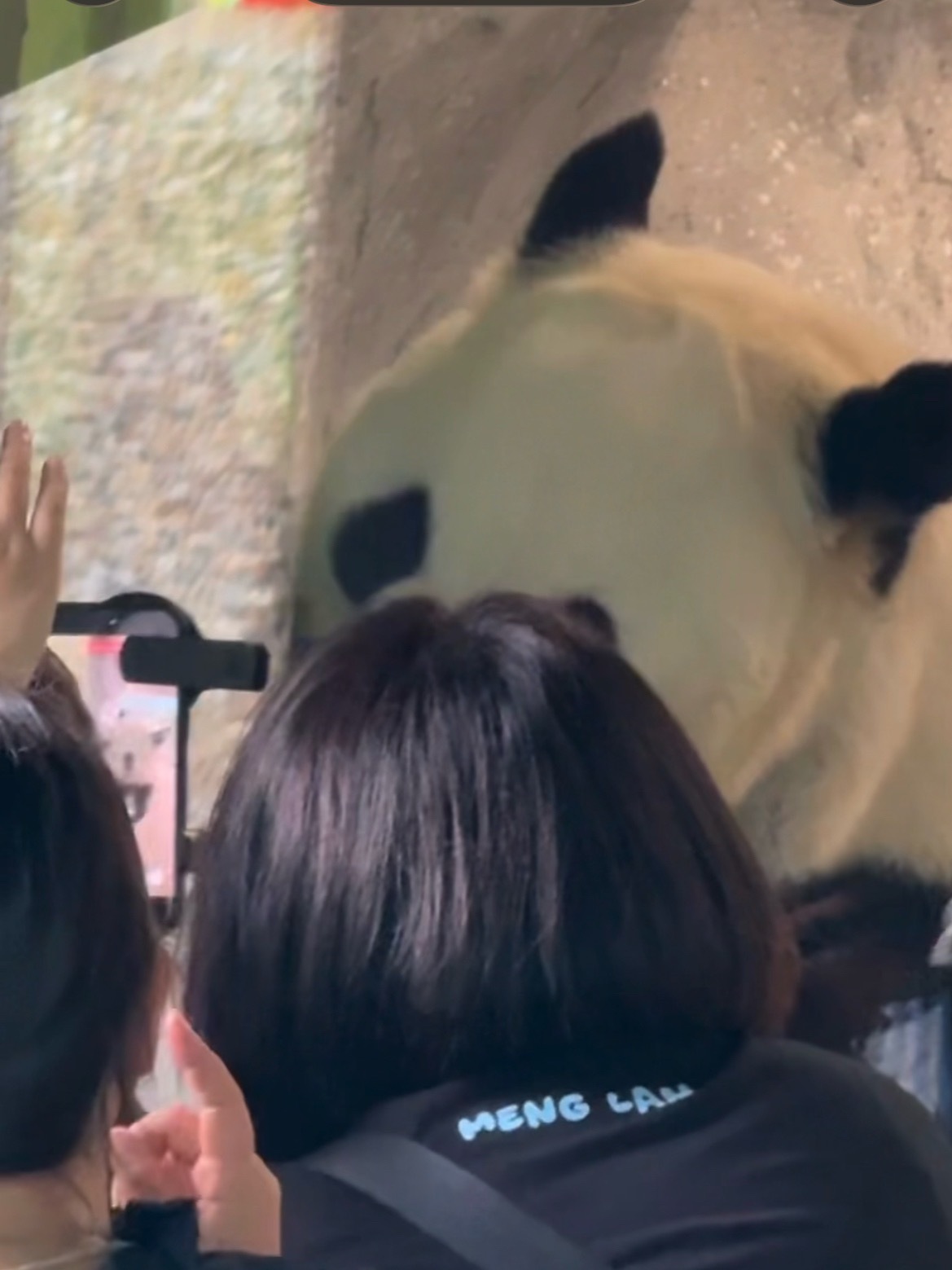 萌兰  看萌兰多乖，在下午5点半内舍门开了之后，他并不会一直躲在内舍，反而多次在