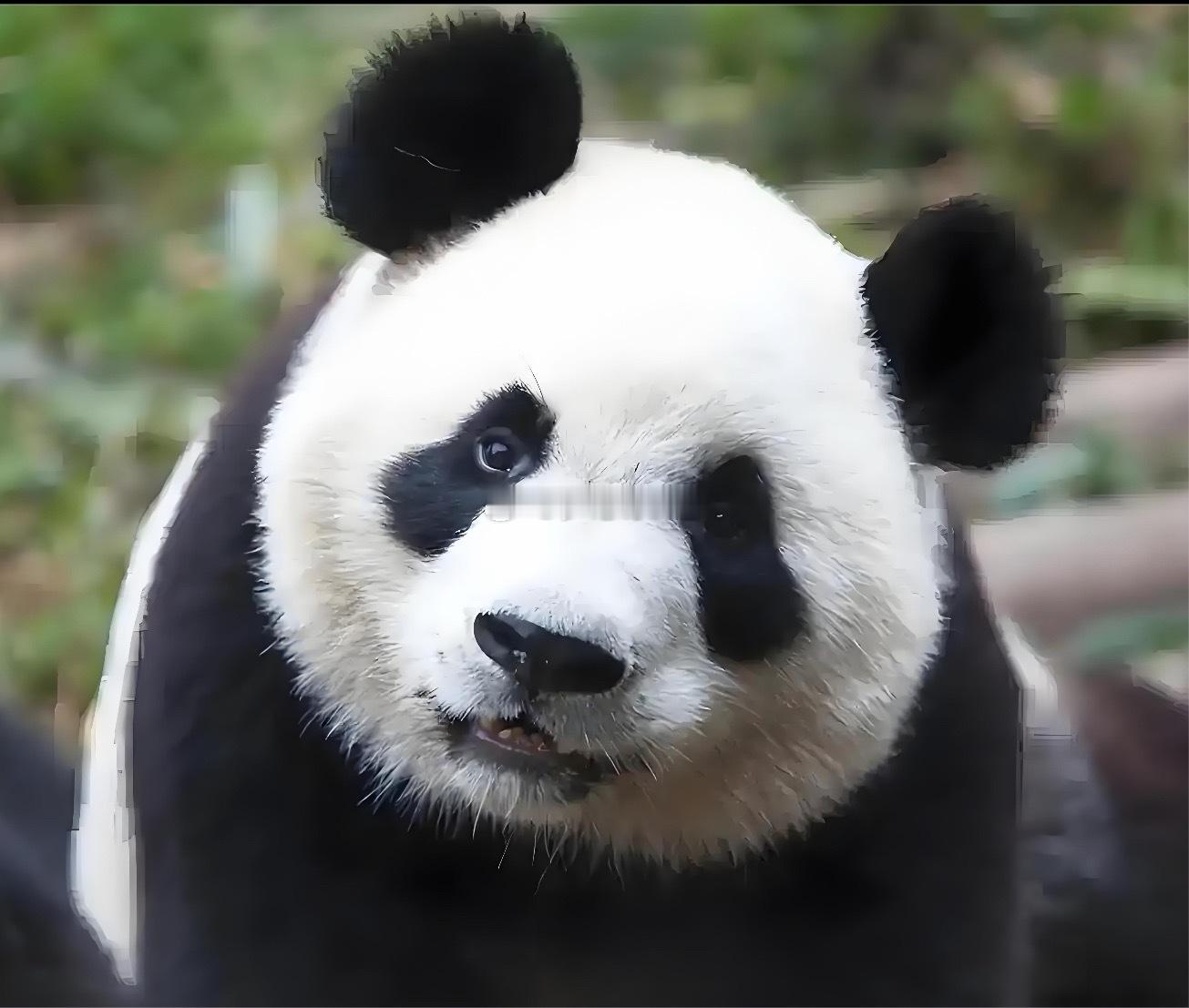 日本明年将没有大熊猫  外交部回应❗️外交部回应日本将没有大熊猫  点赞👍 北