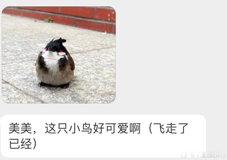 自带腮红的【红耳鹎bēi】 ​​​