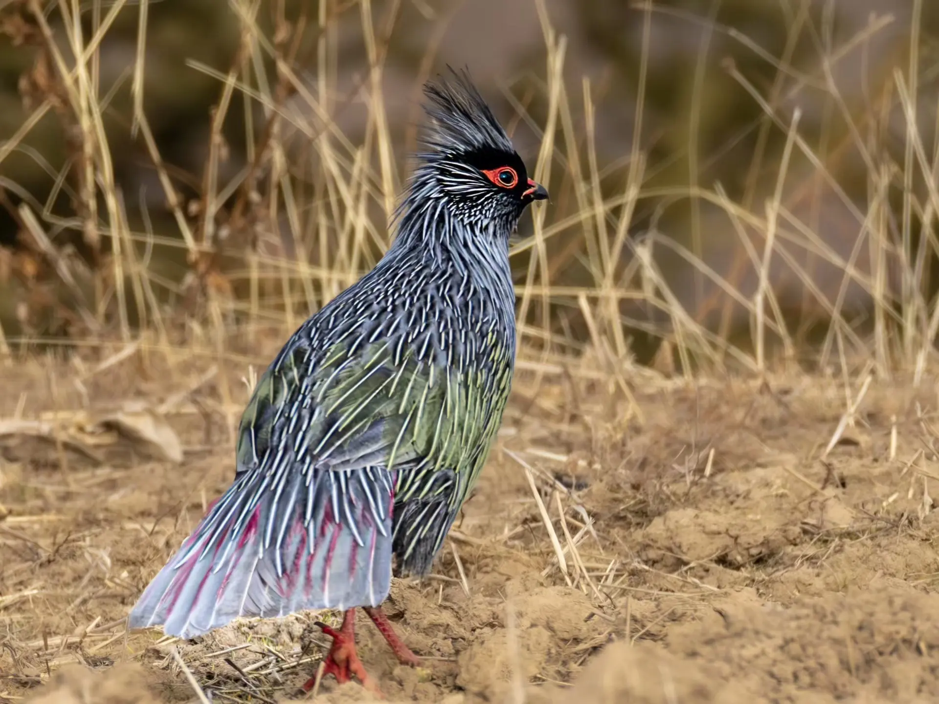 血雉(zhì) （英文名：Blood Pheasant，学名：Itha...