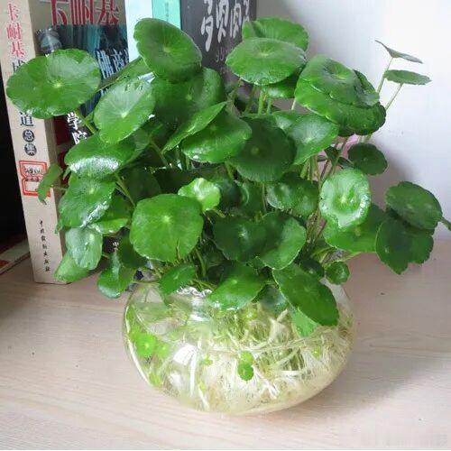 今天分享下有些花喜欢水1、美人蕉这种花，一般在湿地公园，或是比较潮湿温暖的地方，