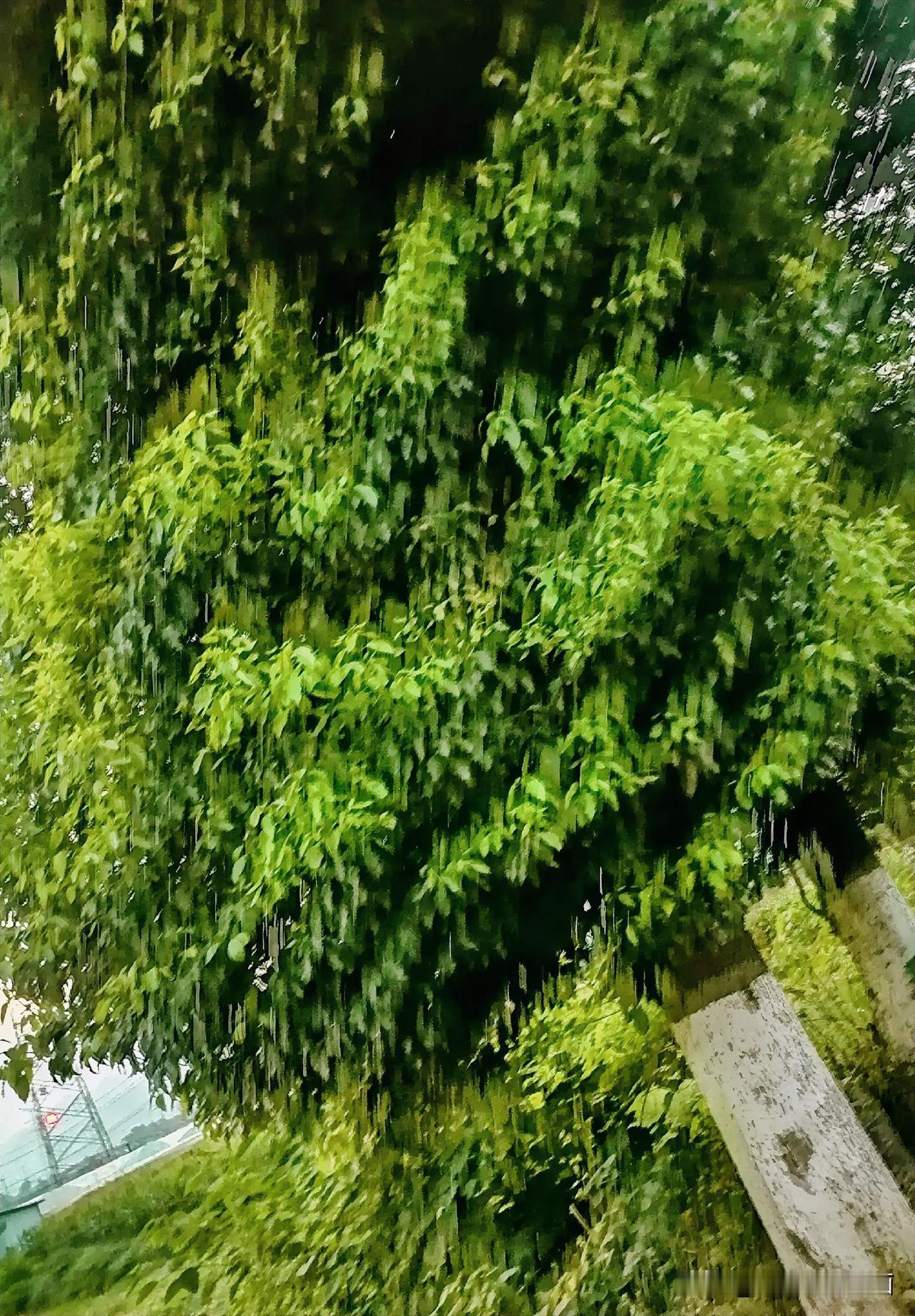 《公路浓荫（西安李林摄于汉中城固》