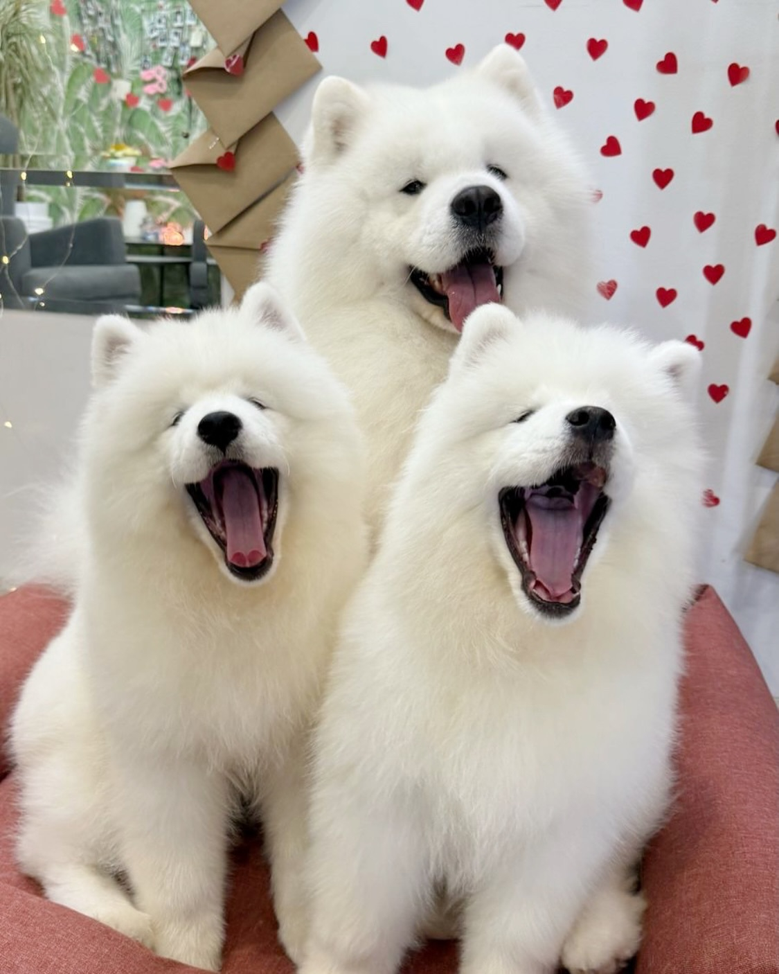 让我们欢迎小狗合唱班的三位新成员！ 