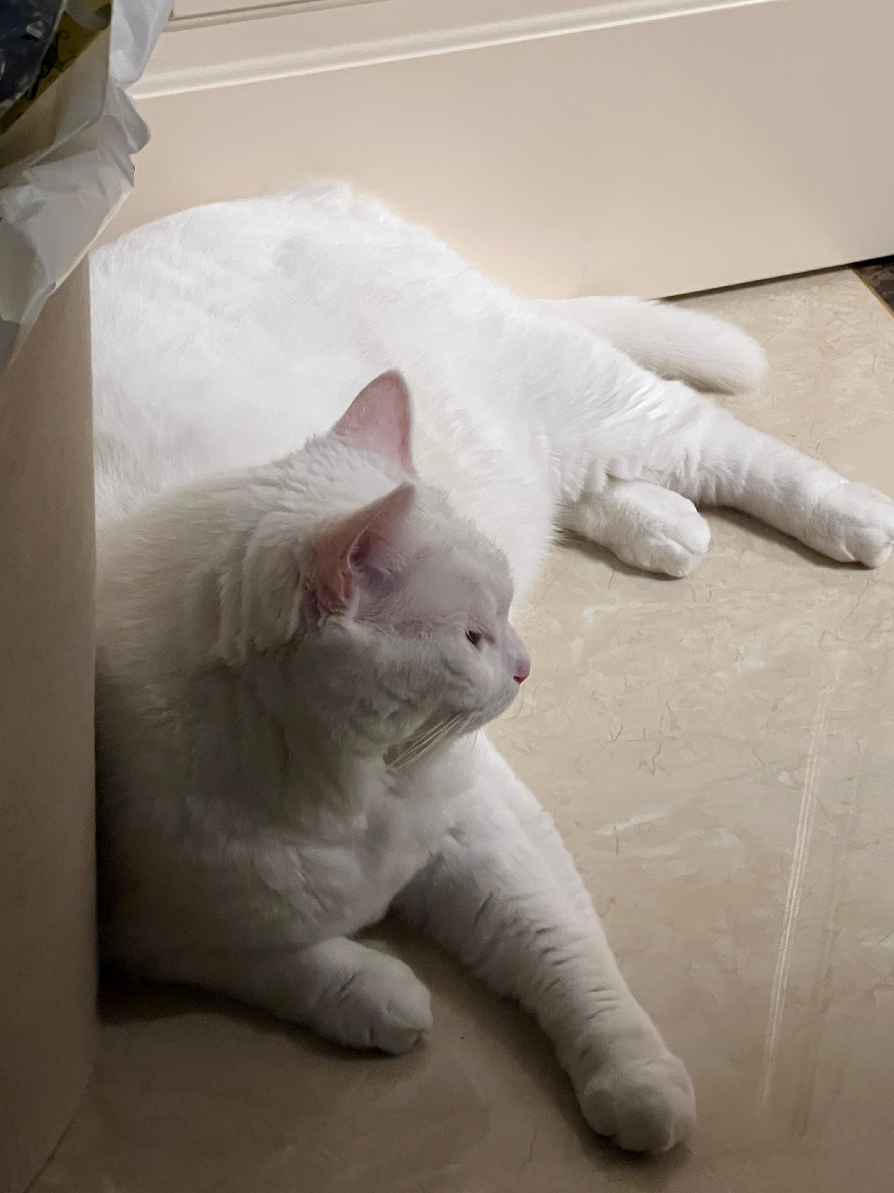 禁止指猫 ​​​
