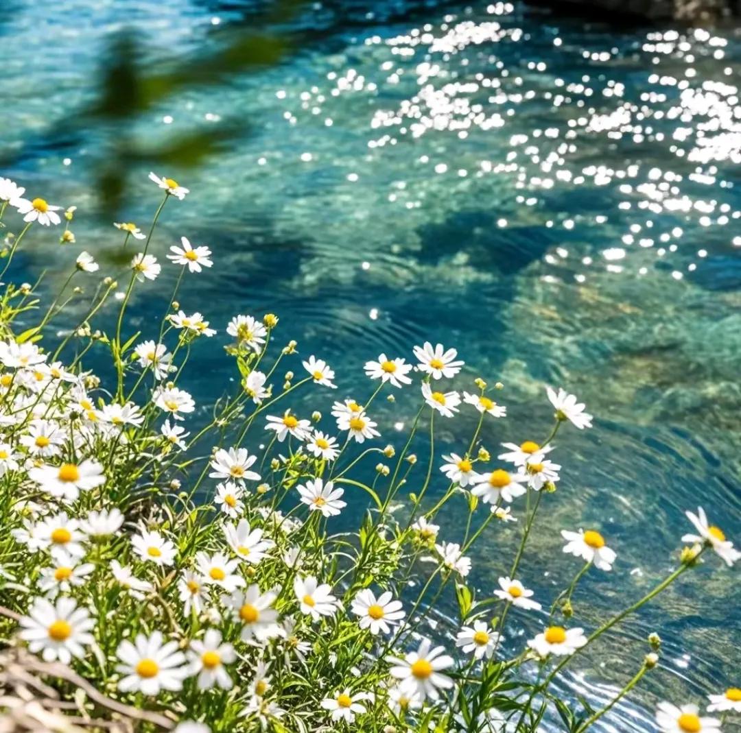 上联：浅浅深深河中水，有请下联高低低岸上花。