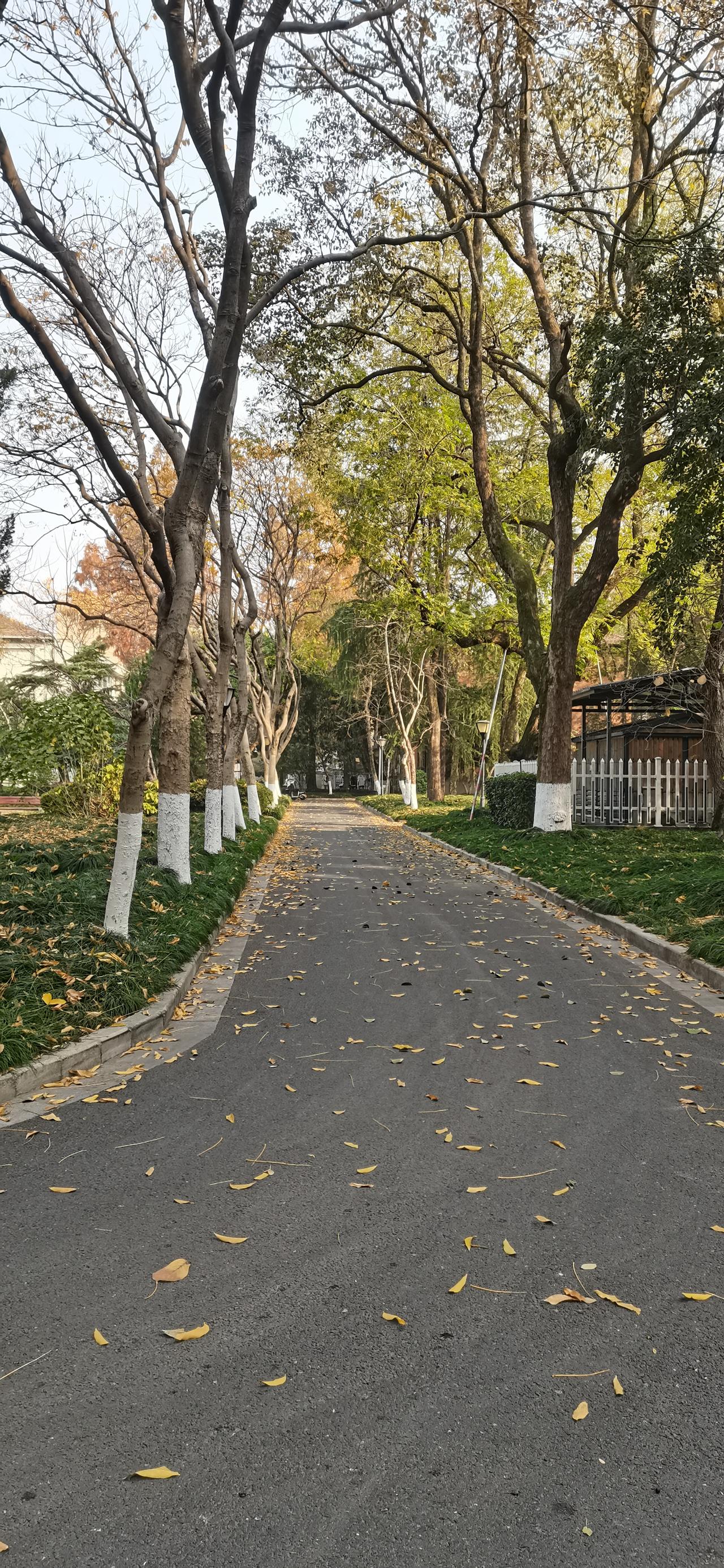 可以分享一张秋景树叶的照片吗浙大华家池梧桐树的秋叶